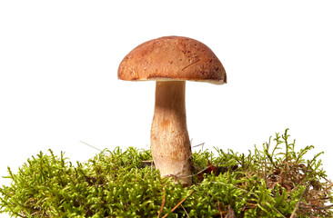 Fresh boletus mushroom and moss isolated on white background