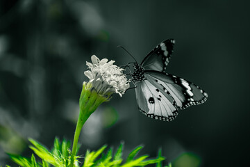butterfly on a flower