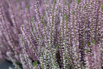 Fototapeta premium blurred texture of lavender flowers background