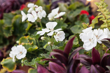 blurred background with petunia flowers