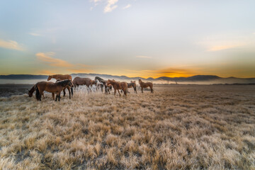 Image of horses on a foggy cold morning.