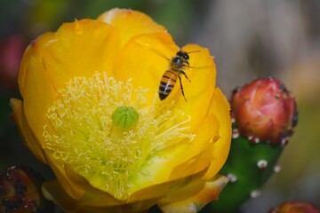 Honey bee collecting nectar and pollen from a blossoming cactus flower in late spring. Macro close...