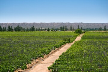 Fototapeta na wymiar Vineyard in a wine making estate in Tupungato, province of Mendoza, Argentina.