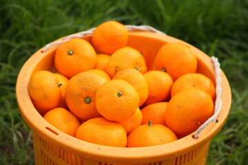 みかん狩りでとった新鮮なみかん