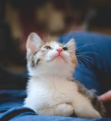 Cute calico tabby kitten looking up with curious expression