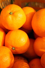 みかん狩りでとった新鮮なみかん