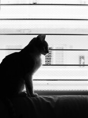 Elegant sitting cat silhouetted against a barred window.