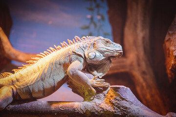 iguana
