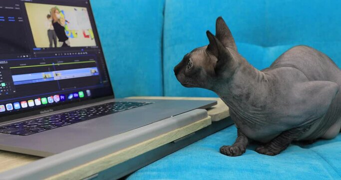 Grey cat sphinx looks into laptop display