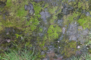 Texture of cracked moss covered ground