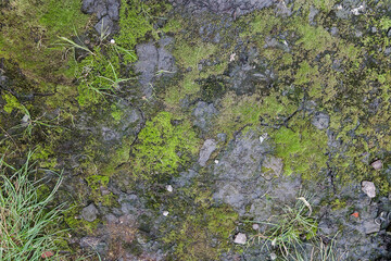 Texture of cracked moss covered ground