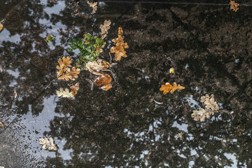 Puddle with fallen oak leaves texture background