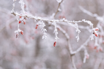 Forest berries of barberry, branch covered hoarfrost, close-up. Natural landscape, snowy winter. Discreet background for computers, phones, and websites.