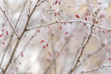 Beautiful winter plant, frozen berries in frost day. Natural environment. Seasons, ecology, botany natural background.