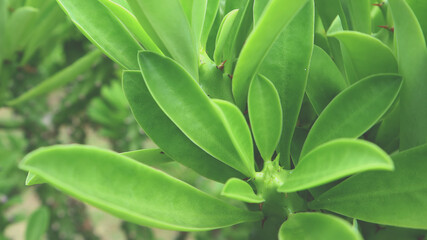 Green thorny leafage.