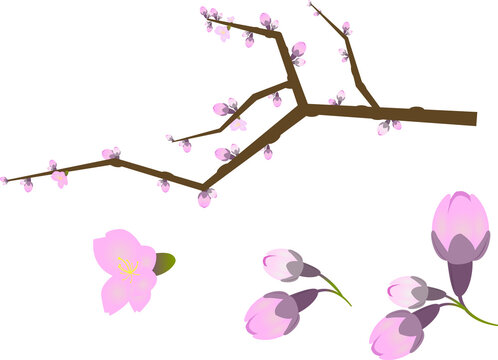 7 377 Best 綺麗 ピンク 春 枝 Images Stock Photos Vectors Adobe Stock