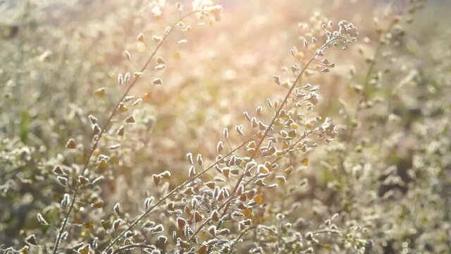 霜がついたぺんぺん草
