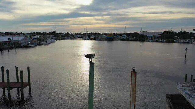 Osprey having dinner on a pole in Tarpon Springs, Florida
