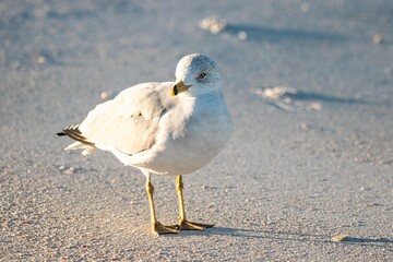 seagull on the beach