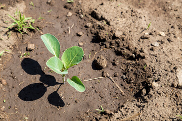Young sprouts of cabbage seedlings in the garden. The garden with the young sprouts of cabbage. Concept of agriculture.