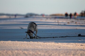 Dog walking on the beach