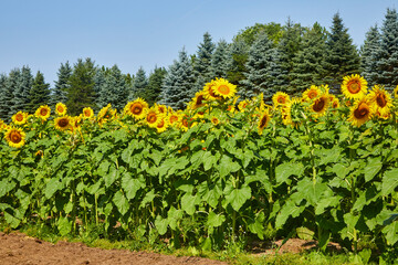 Fototapeta na wymiar Sunflower field blooming with giant plants turned towards the sun in central Minnesota