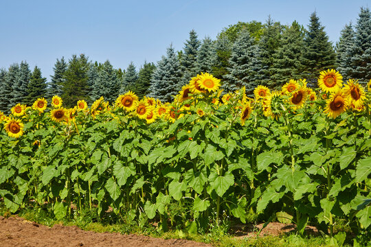 Sunflower field blooming with giant plants turned towards the sun in central Minnesota