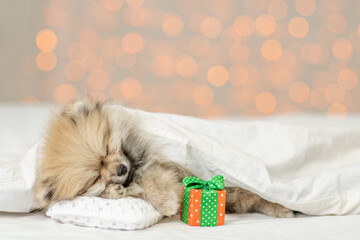 Pomeranian spitz puppy sleeps with gift box under white warm blanket on a bed at home. Empty space for text