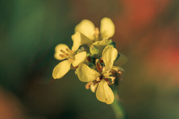 close up of yellow flower