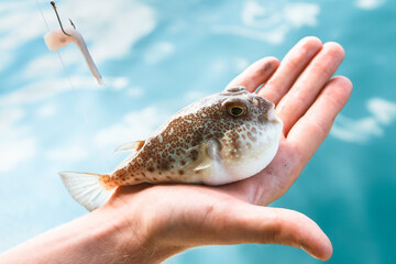 A poisonous puffer fish (Fugu) is lying on the palm of hand, caught while fishing in the Gulf of...