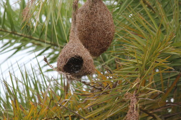 Outdoor Big natural bird nest closeup shot