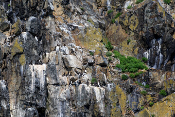 Bird market on sea rocks. Many birds and cormorants are blue on stones and rocks against the...