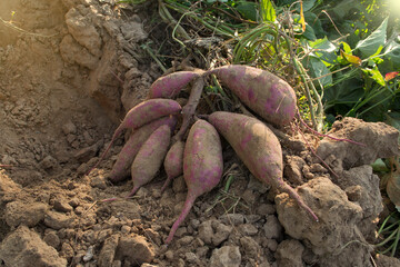 Harvesting organic sweet potatoes in winter.