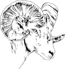 mountain sheep with horns ink-drawn sketch
