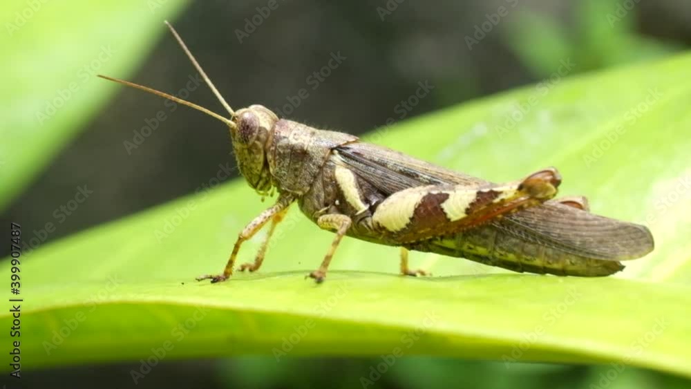 Poster grasshopper on green leaf gently moving in the wind. - macro