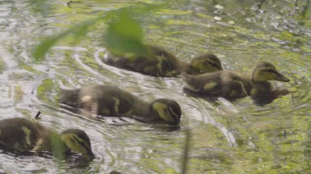 Baby ducklings play with their mother and swim and splash in a pond