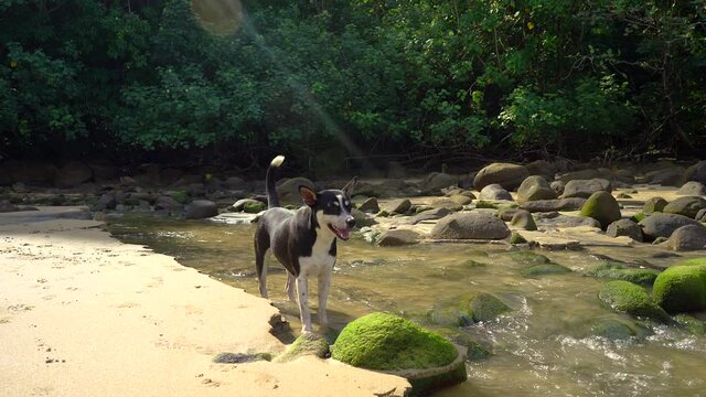 Contry dog standing at nature streams on the beach