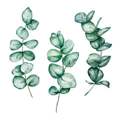Set of different watercolor eucalyptus round leaves and branches