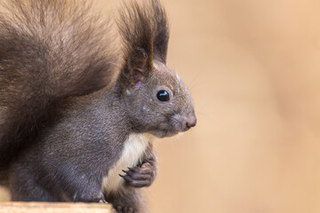 Naklejka na ściany i meble Red squirrel ( Sciurus vulgaris ) Cute arboreal, omnivorous rodent . Detailed Portrait of eurasian squirrel.