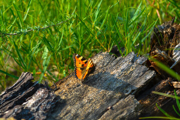 Mongolia's beautiful nature, Beautiful butterfly