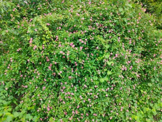 mountain, flowers, white, hills, arts, interiors, plants, nature, insect, education, foods, fruits, science, craft works, moon, ancient coins, temple, culture, life style