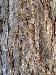 Bark texture and background of a old fir tree trunk
