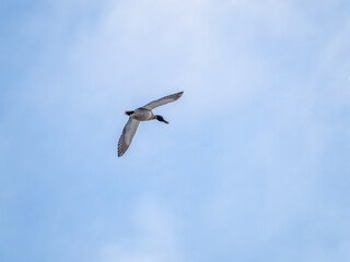 Mallard Duck Flying in a Blue Sky
