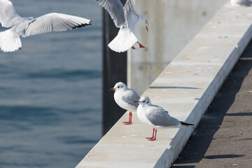冬の港にいるカモメの風景