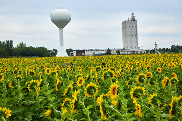 Small town USA on the edge of a gigantic sunflower field in the middle of the midwest