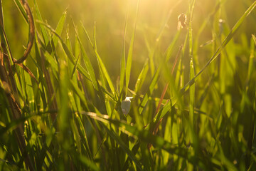 Insects sitting on the grass in the light of the setting sun on a summer day.