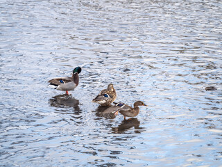 Ducks stand in a shallow river.