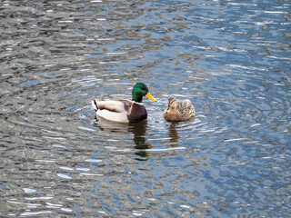 A couple of mallard ducks swims in the river