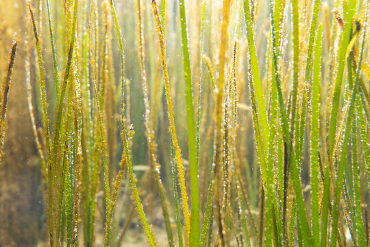 99 Best 水中植物 Images Stock Photos Vectors Adobe Stock 99 Best 水中植物 Images Stock Photos Vectors Adobe Stock