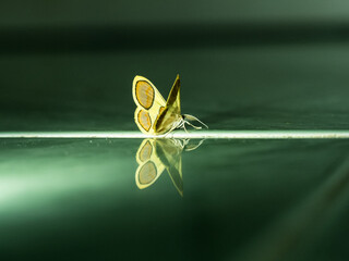 Isolated butterfly on a mirror and its reflection